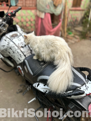 Parsian Cat